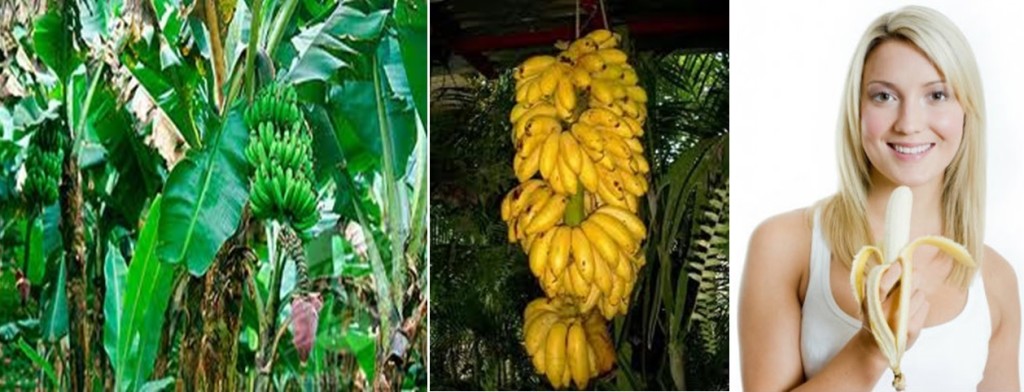 musaseas paradisicas